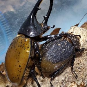ヘラクレス・リッキー(ペルーウカヤリ県)種付け WF3 種親123mm｜預ける→種付け→返却