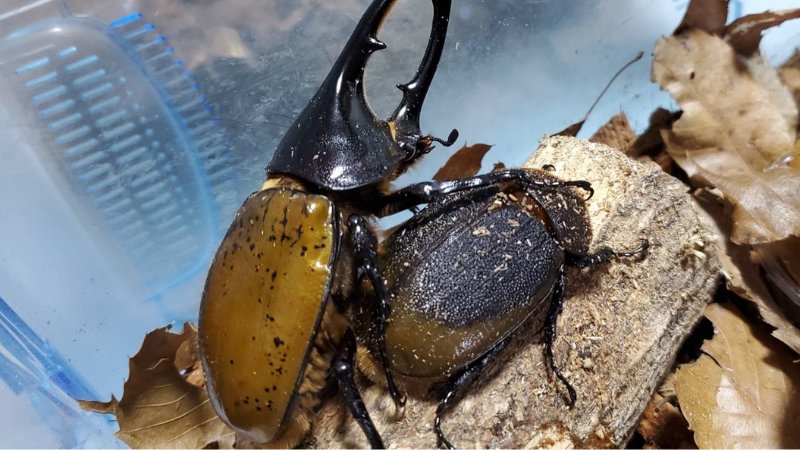 ヘラクレス・リッキー(ペルーウカヤリ県)種付け WF3 種親123mm｜預ける→種付け→返却