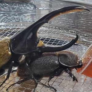 ヘラクレス・パスコアリ(ブラジルバイア州)2令幼虫5頭+1頭死着補償 CBF2 種親137.2mmX74.0mm
