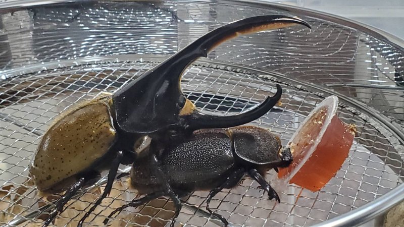 ヘラクレス・パスコアリ(ブラジルバイア州)2令幼虫5頭+1頭死着補償 CBF2 種親137.2mmX74.0mm
