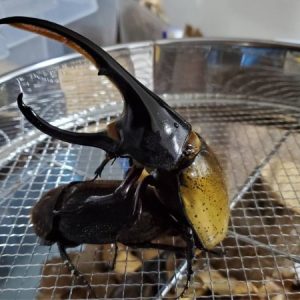 ヘラクレス・パスコアリ(ブラジルバイア州)2令幼虫5頭+1頭死着補償 CBF2 種親137.2mmX74.0mm