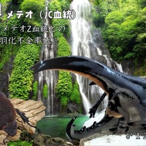 【新血統：JCZ2511】ヘラクレス・メテオ(Jewel Crown血統)初令幼虫4頭+1頭死着補償 F1 種親♂129.6mm×♀70mm