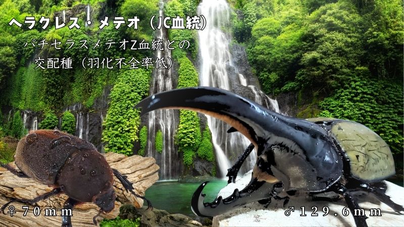 【新血統：JCZ2511】ヘラクレス・メテオ(Jewel Crown血統)初令幼虫4頭+1頭死着補償 F1 種親♂129.6mm×♀70mm
