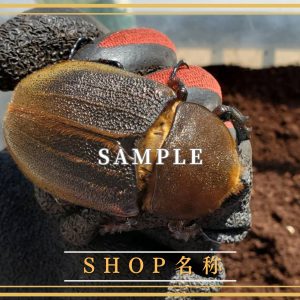 両面販売証明書オリジナルデザイン作成（表/裏）