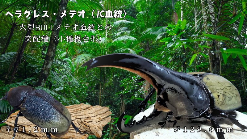 【新血統：JCB2502】ヘラクレス・メテオ(Jewel Crown血統)初令幼虫4頭+1頭死着補償 F1 種親♂129.6mm×♀71.2mm