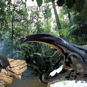【JCC2502】ヘラクレス・メテオ(Jewel Crown血統)　3令幼虫♂♀ペア（4頭）F1 種親♂129.6mm×♀74.0mm