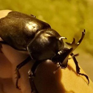 天然国産カブトムシ(北海道産)成虫6匹頭 予約販売セット（♂2匹×♀4匹）フリーサイズ