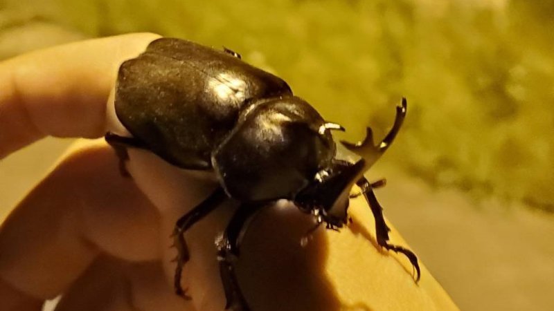 天然国産カブトムシ(北海道産)成虫6匹頭 予約販売セット(♂2匹×♀4匹)フリーサイズ