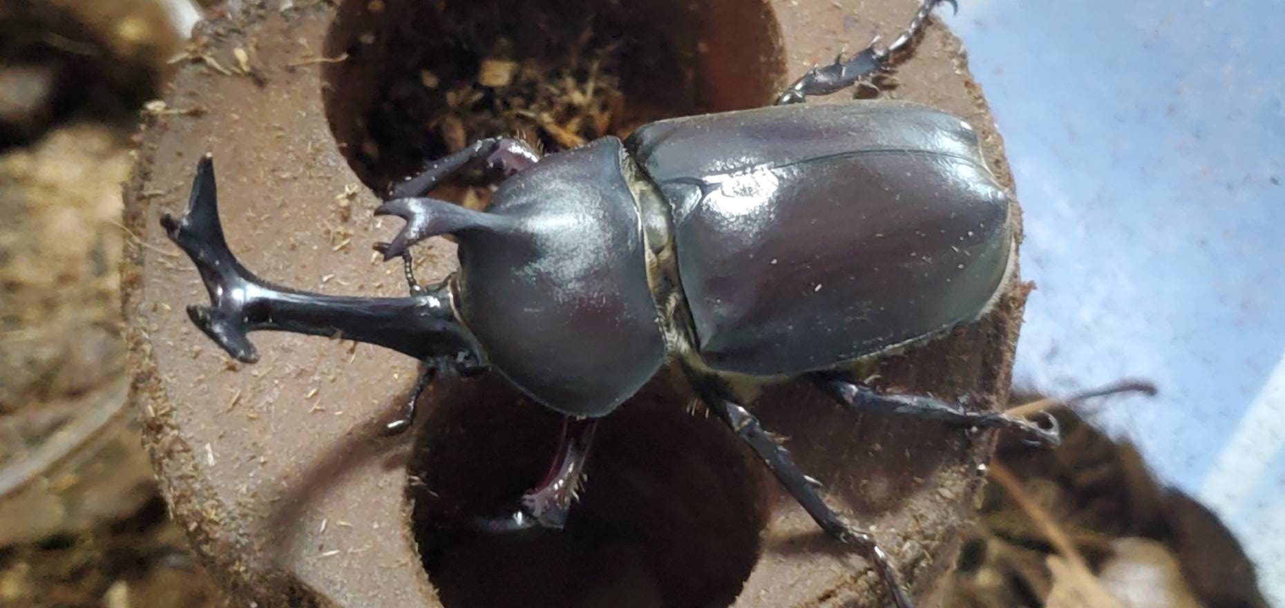 超特大カブトムシ!天然採集オスメスペア(計 2匹)♂74.9mm ♀42mm