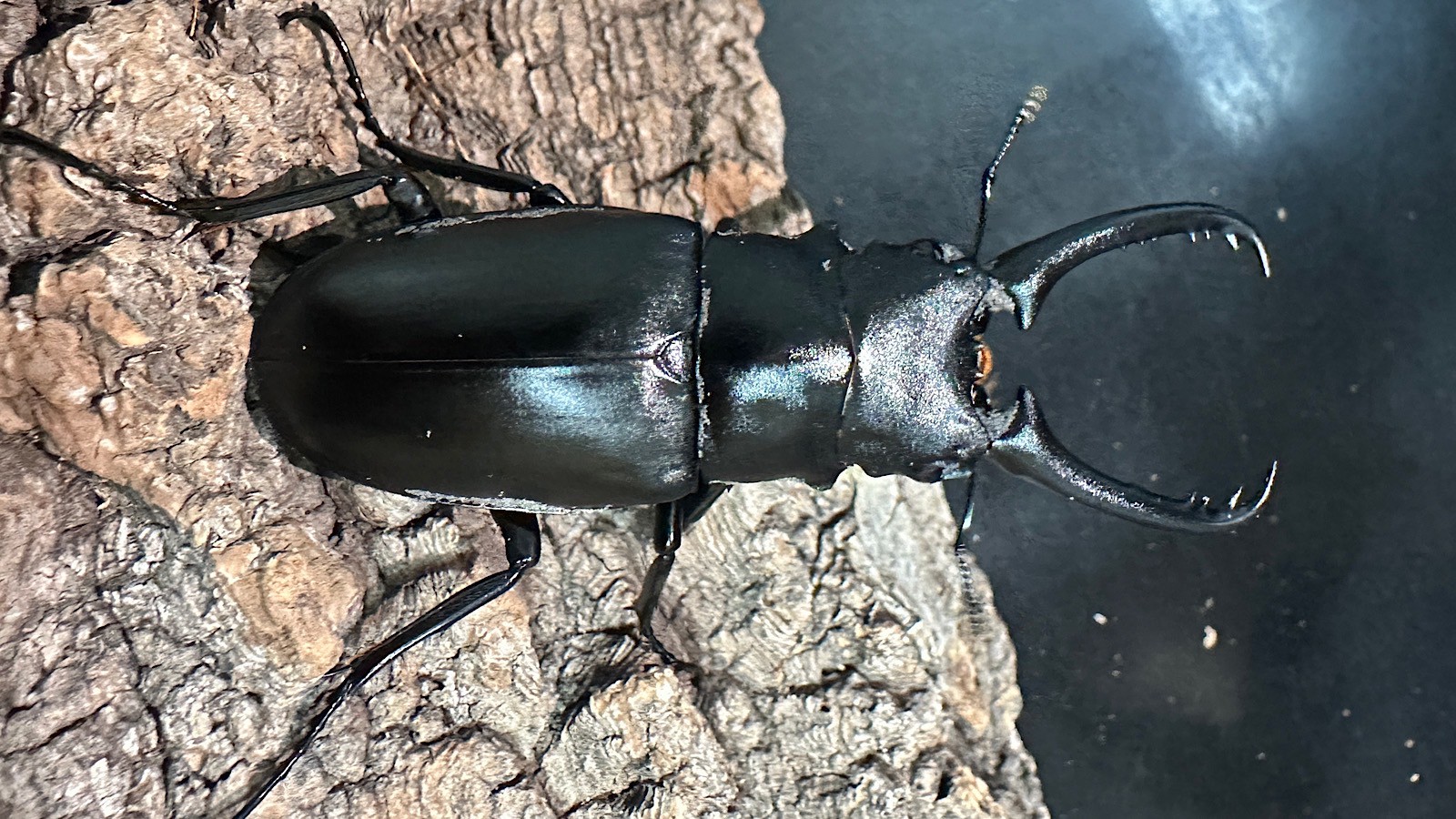 ギラファノコギリクワガタ成虫ペア(インドネシア産) ♂73mm♀48mm CBF1 種親♂104mm×♀46mm