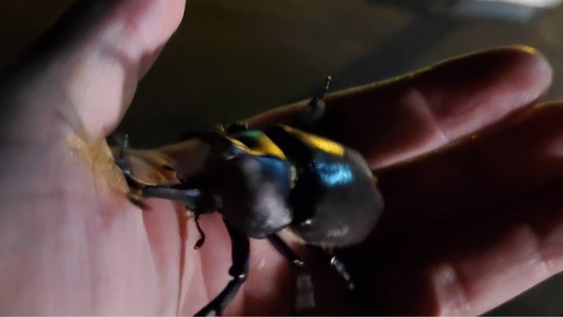 天然国産カブトムシ(北海道産)成虫6匹頭 予約販売セット(♂2匹×♀4匹)フリーサイズ