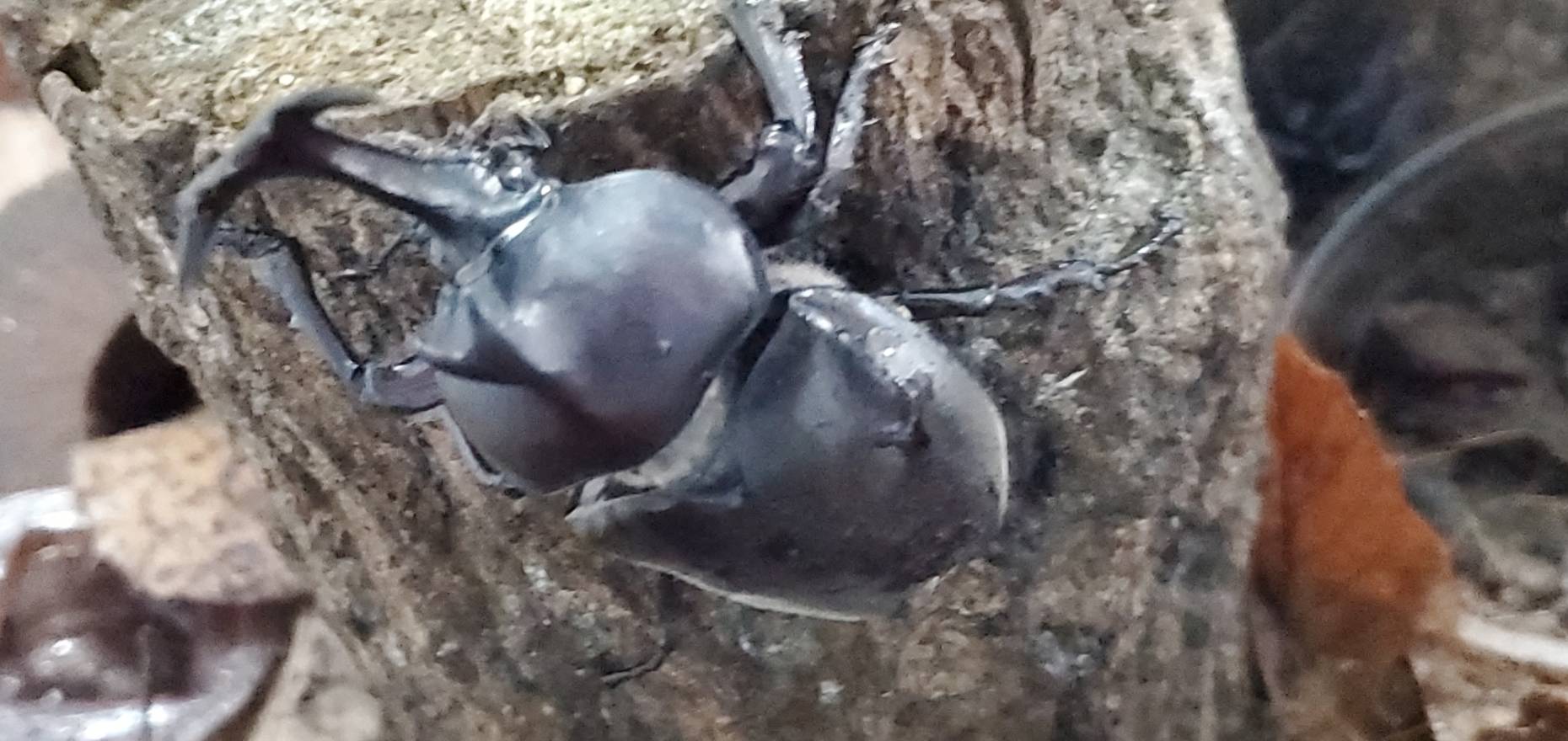 超特大カブトムシ!天然採集オスメスペア(計 2匹)♂74.9mm ♀42mm