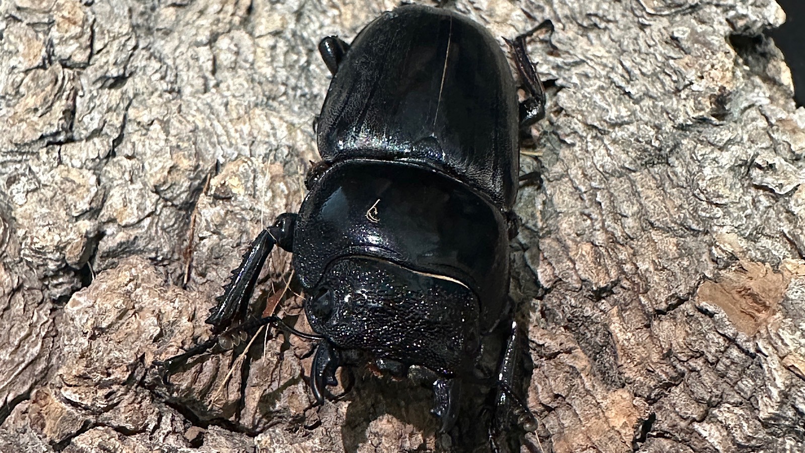 パラワンオオヒラタクワガタ成虫ペア(フィリピン産) ♂76mm♀46.5mm CBF1 種親♂94mm×♀45mm