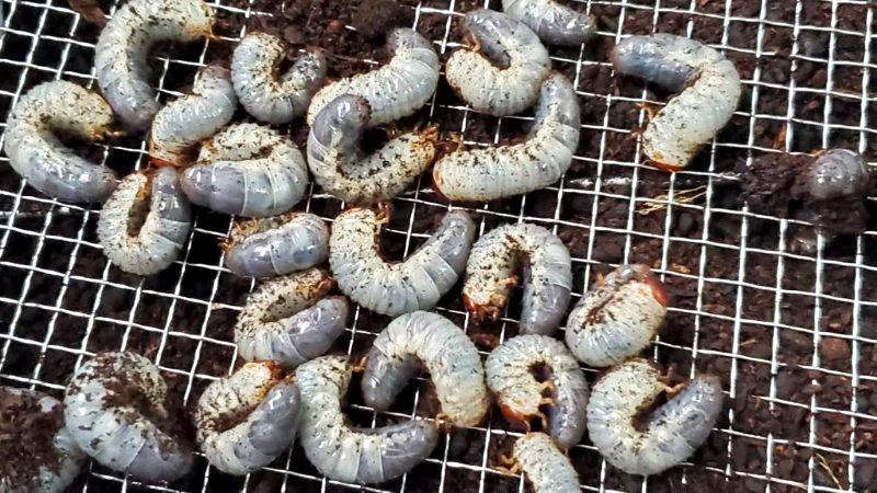 国産カブトムシRB(北海道産)2令幼虫10頭+1頭死着補償 F1 種親75.2mmX46.5mm