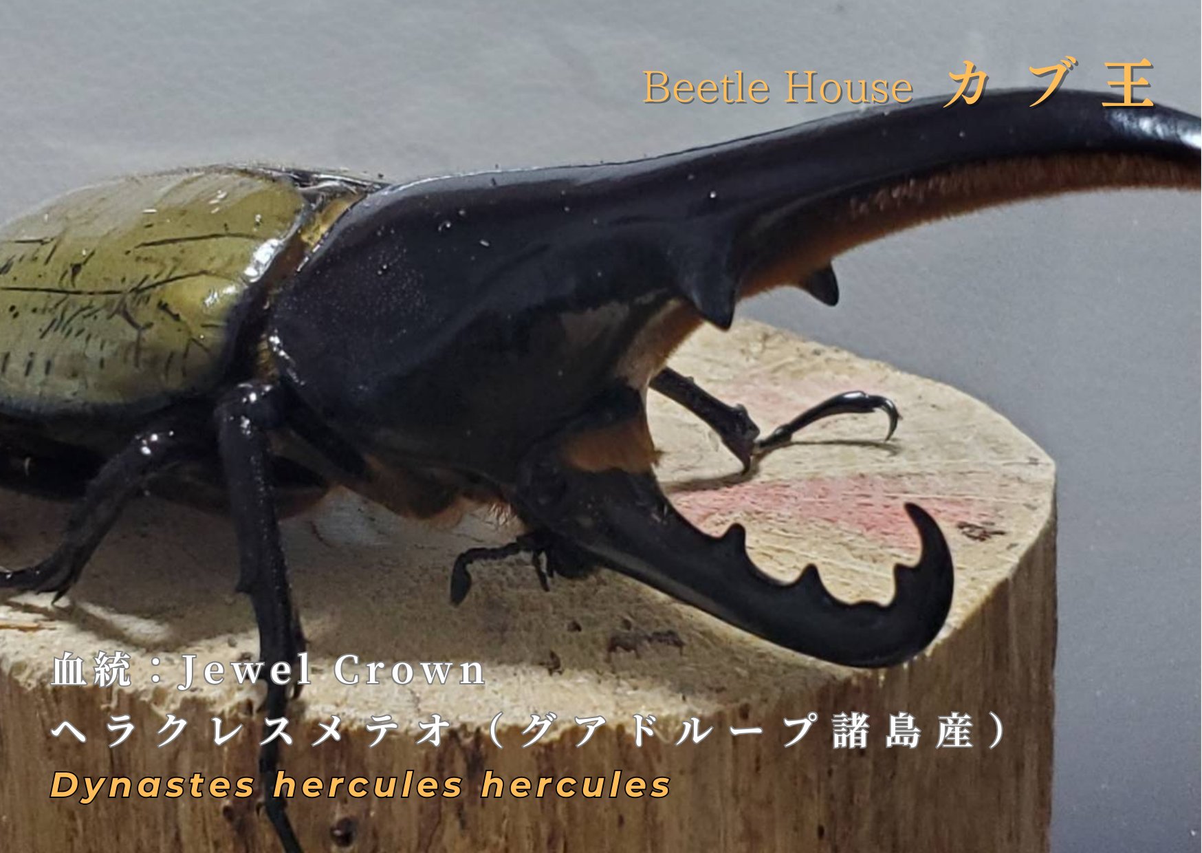 【新血統:JCC2502】ヘラクレス・メテオ(Jewel Crown血統) 2令幼虫4頭+1頭死着補償 F1 種親♂129.6mm×♀74.0mm