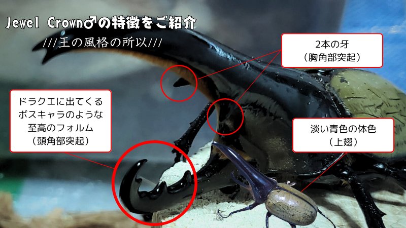 【新血統:JCC2502】ヘラクレス・メテオ(Jewel Crown血統) 2令幼虫4頭+1頭死着補償 F1 種親♂129.6mm×♀74.0mm