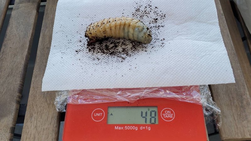 DHヘラクレス 3令幼虫1匹 種親♂162mm(Amazonico系)×♀74mm(OAKS系)
