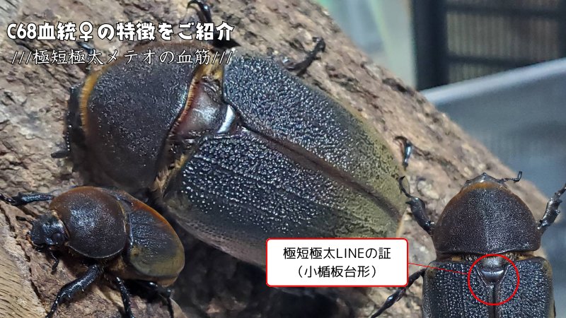 【新血統:JCC2502】ヘラクレス・メテオ(Jewel Crown血統) 2令幼虫4頭+1頭死着補償 F1 種親♂129.6mm×♀74.0mm