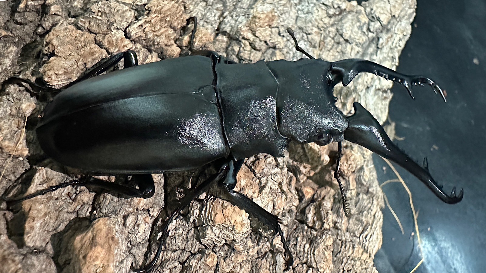 ギラファノコギリクワガタ成虫ペア(インドネシア産) ♂92mm♀47mm CBF1 種親♂104mm×♀46mm