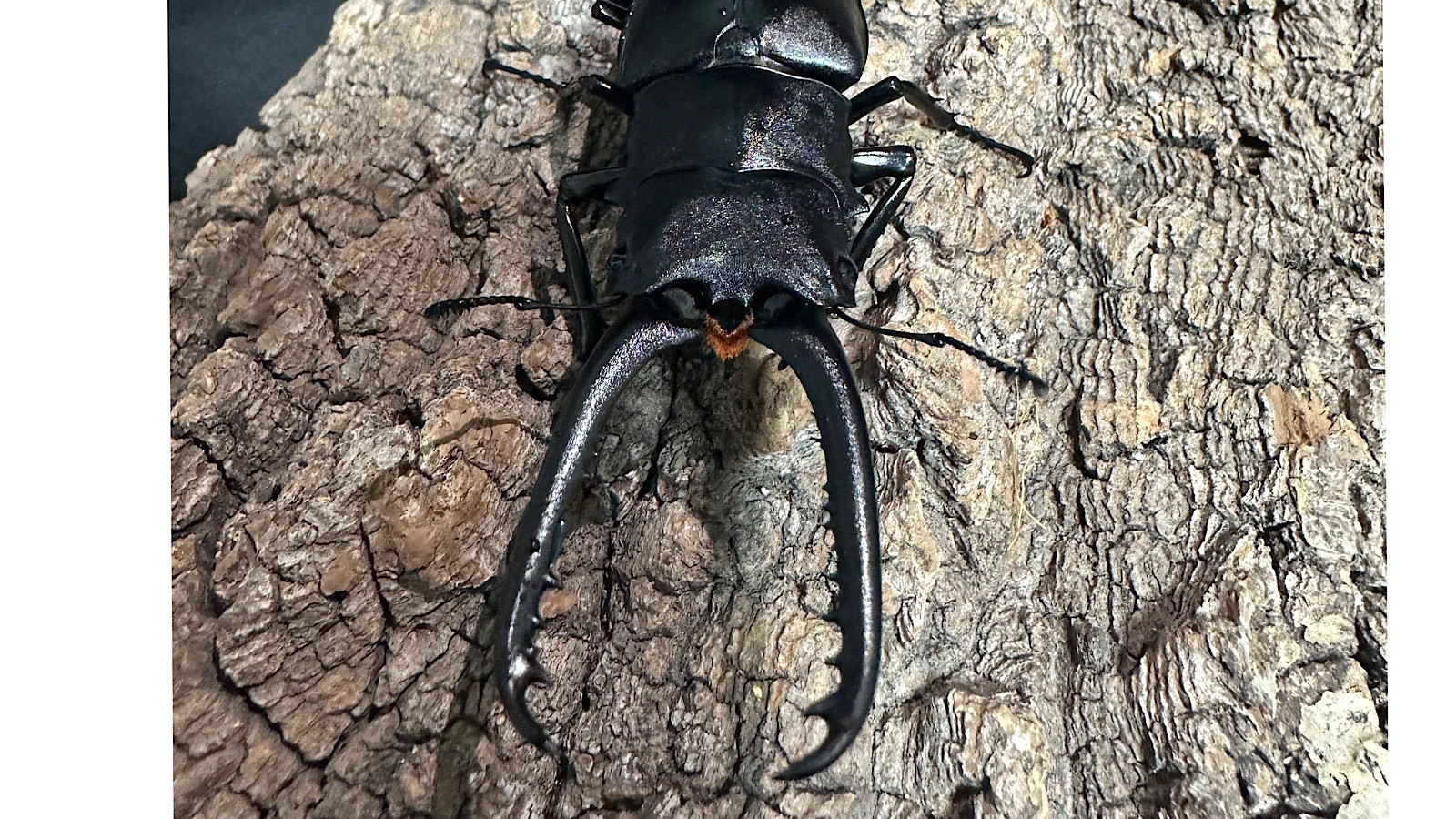 ギラファノコギリクワガタ成虫ペア(インドネシア産) ♂83mm♀47mm CBF1 種親♂104mm×♀46mm