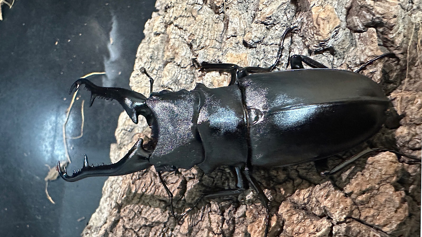 ギラファノコギリクワガタ成虫ペア(インドネシア産) ♂92mm♀47mm CBF1 種親♂104mm×♀46mm