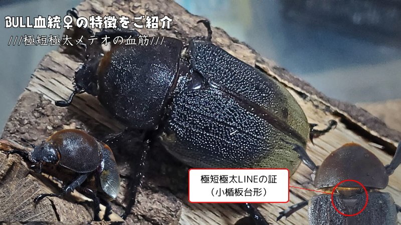【新血統:JCB2502】ヘラクレス・メテオ(Jewel Crown血統) 2令幼虫4頭+1頭死着補償 F1 種親♂129.6mm×♀71.2mm