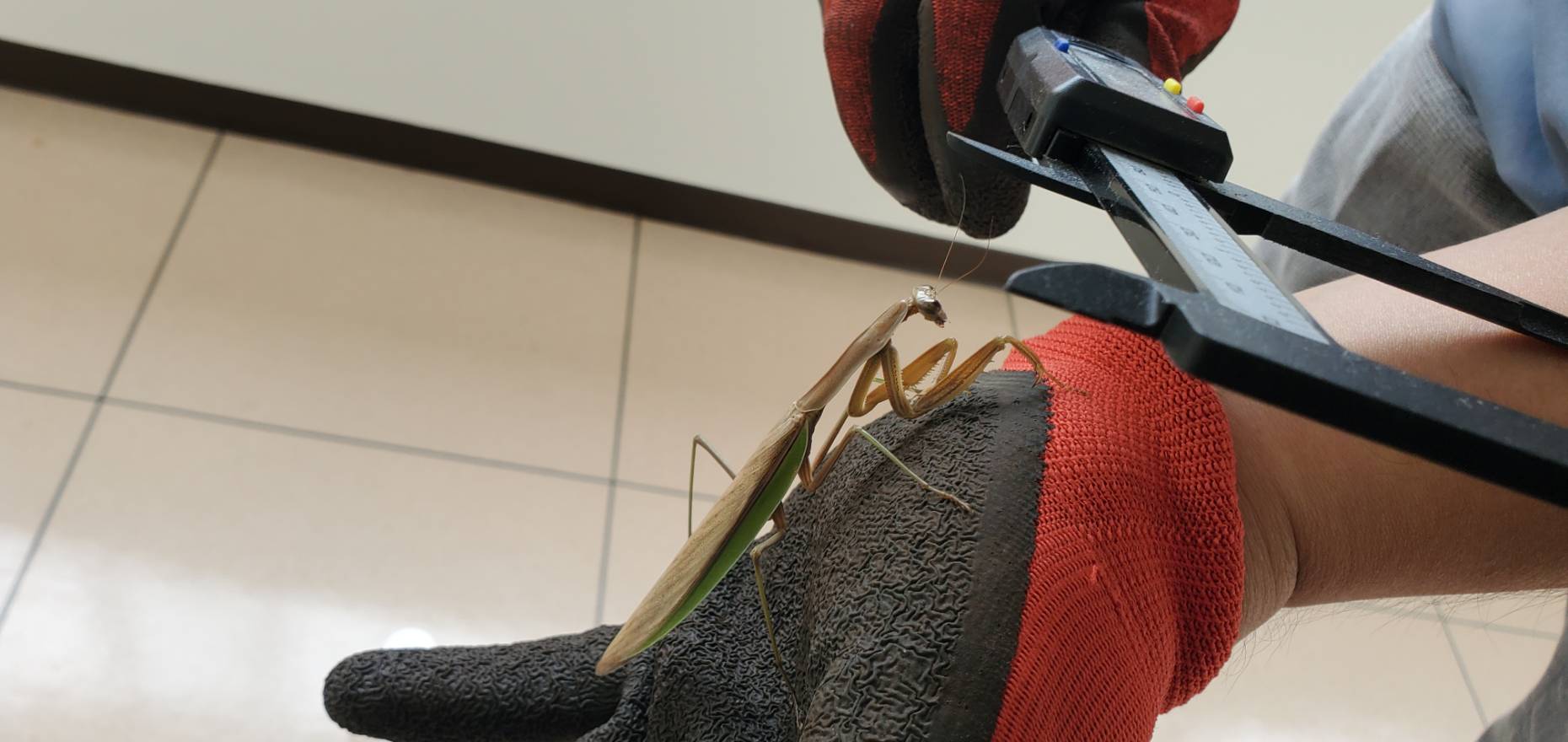 オオカマキリペアWD(♂×♀)|08/22 天然採集個体(フリーサイズ 約70mm~90mm)