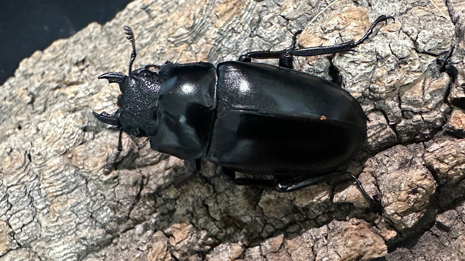 ギラファノコギリクワガタ成虫ペア(インドネシア産) ♂73mm♀48mm CBF1 種親♂104mm×♀46mm