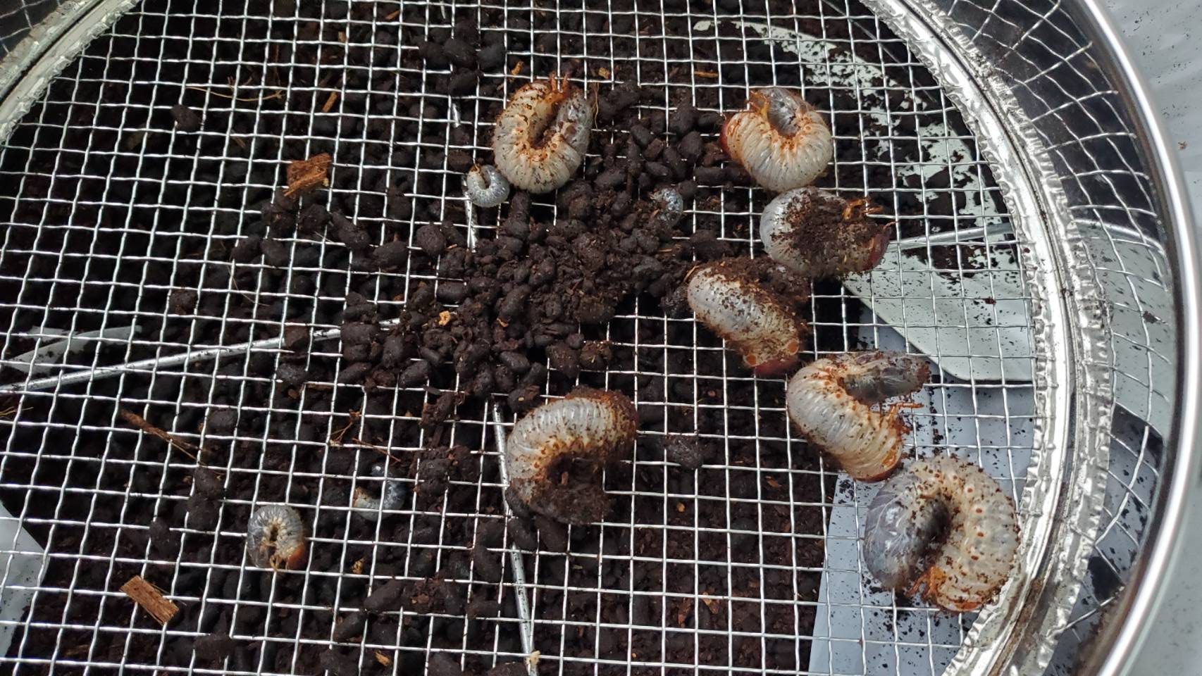 国産カブトムシ(北海道産)2令幼虫5頭+1頭死着補償 WF1 間もなく3令幼虫に脱皮します