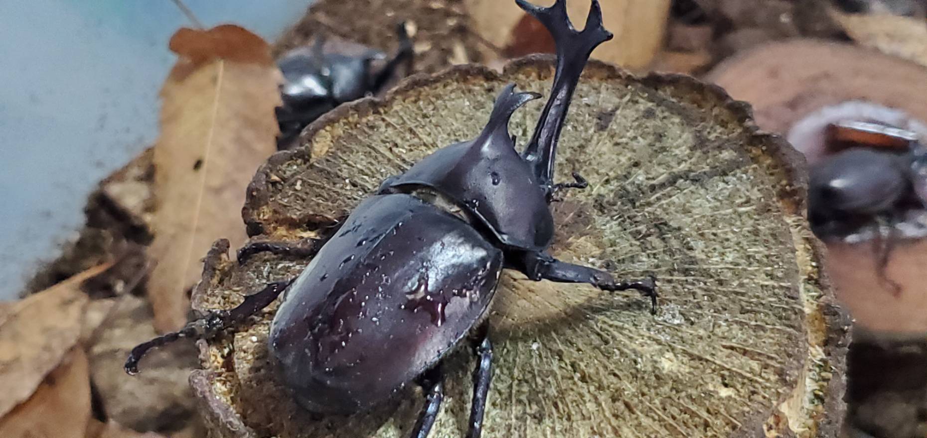 超特大カブトムシ!天然採集オスメスペア(計 2匹)♂74.9mm ♀42mm