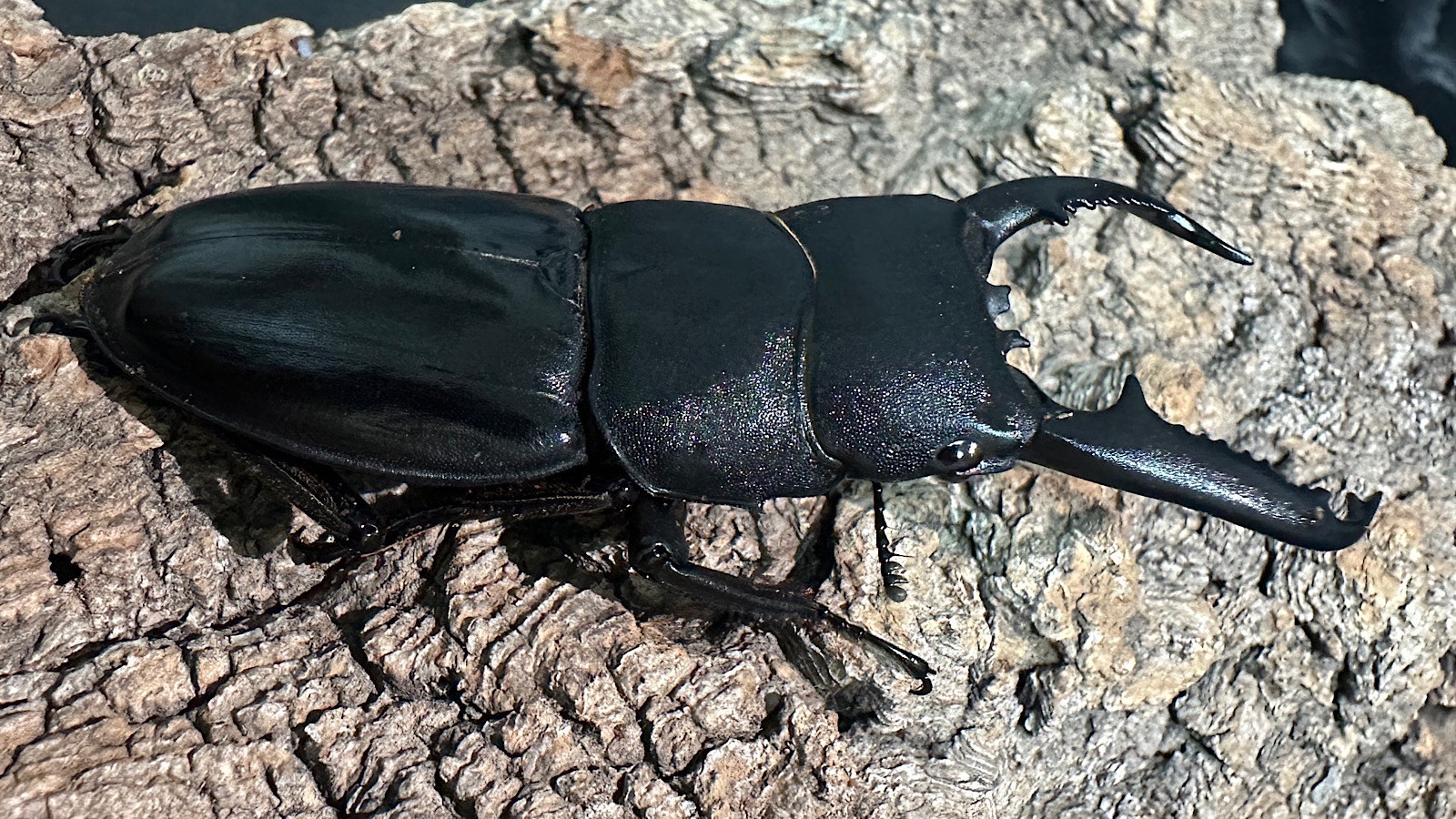 パラワンオオヒラタクワガタ成虫ペア(フィリピン産) ♂76mm♀46.5mm CBF1 種親♂94mm×♀45mm