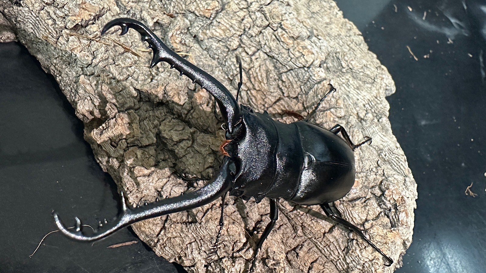 ギラファノコギリクワガタ成虫ペア(インドネシア産) ♂93mm♀46mm CBF1 種親♂104mm×♀46mm