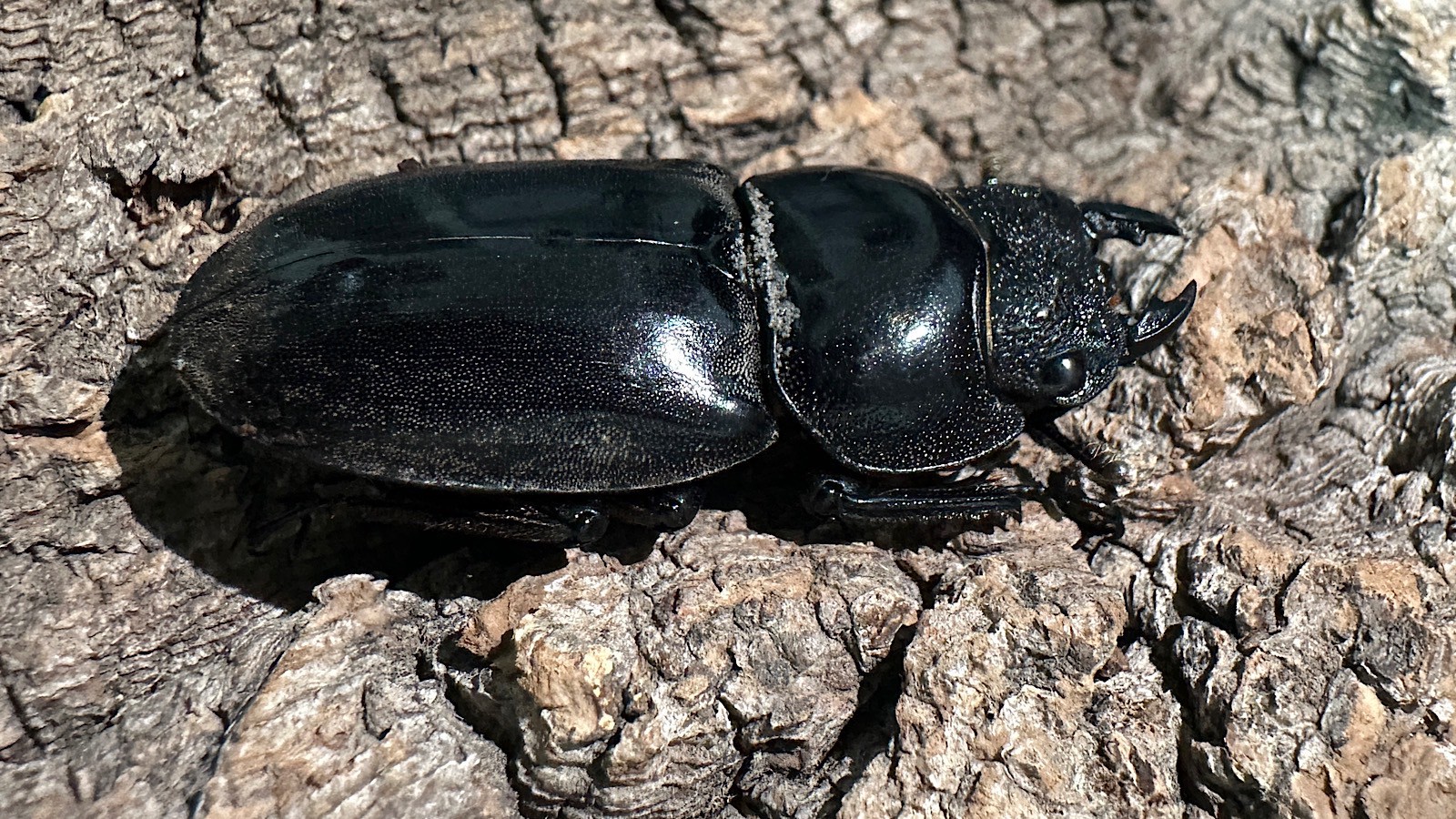 パラワンオオヒラタクワガタ成虫ペア(フィリピン産) ♂92mm♀44mm CBF1 種親♂94mm×♀45mm