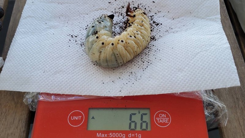 DHヘラクレス 3令幼虫1匹 種親♂162mm(Amazonico系)×♀74mm(OAKS系)