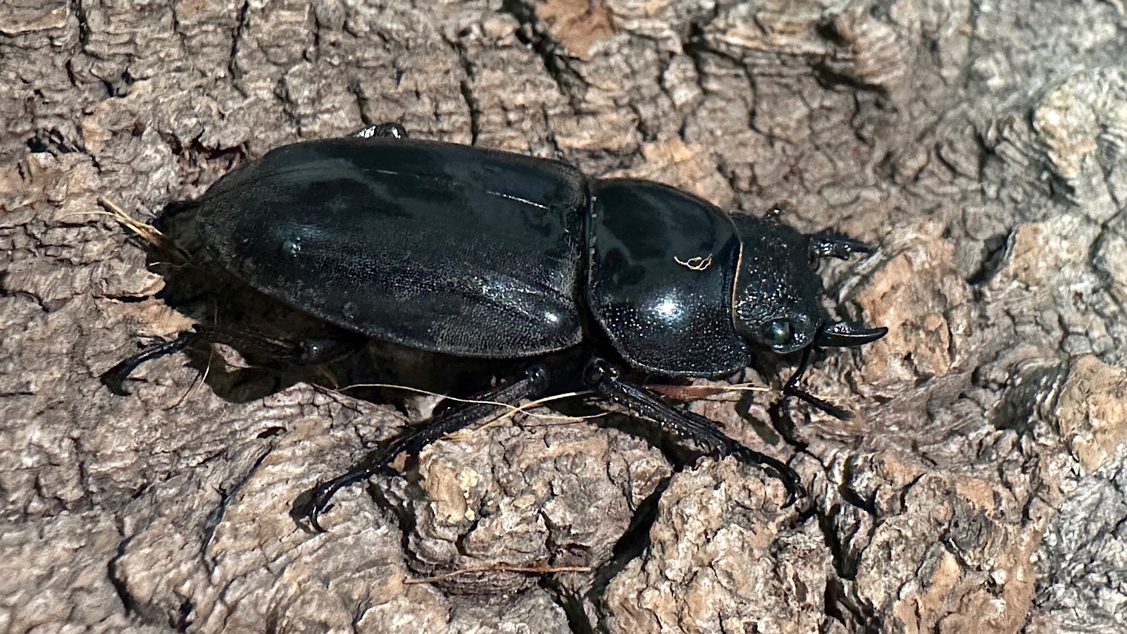 パラワンオオヒラタクワガタ成虫ペア(フィリピン産) ♂76mm♀46.5mm CBF1 種親♂94mm×♀45mm