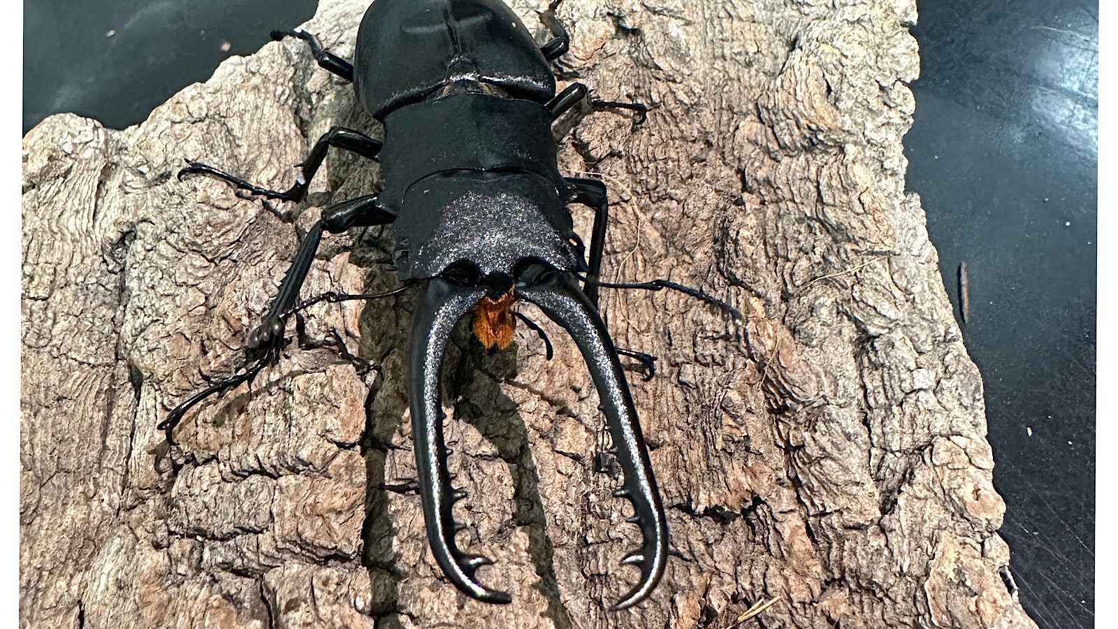 ギラファノコギリクワガタ成虫ペア(インドネシア産) ♂80mm♀48mm CBF1 種親♂104mm×♀46mm