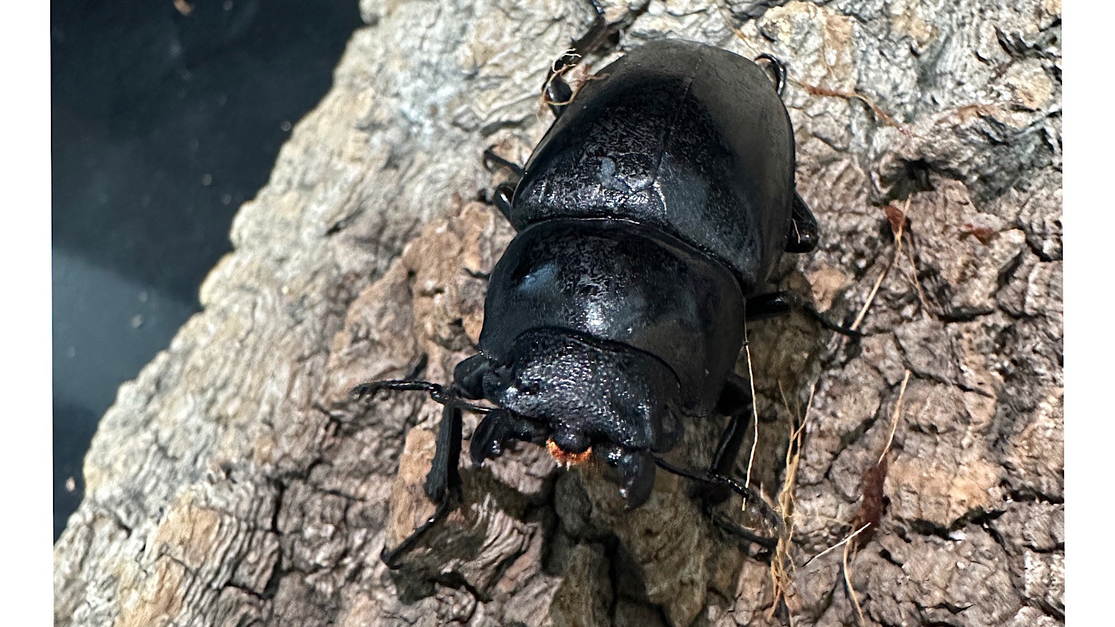 ギラファノコギリクワガタ成虫ペア(インドネシア産) ♂93mm♀46mm CBF1 種親♂104mm×♀46mm