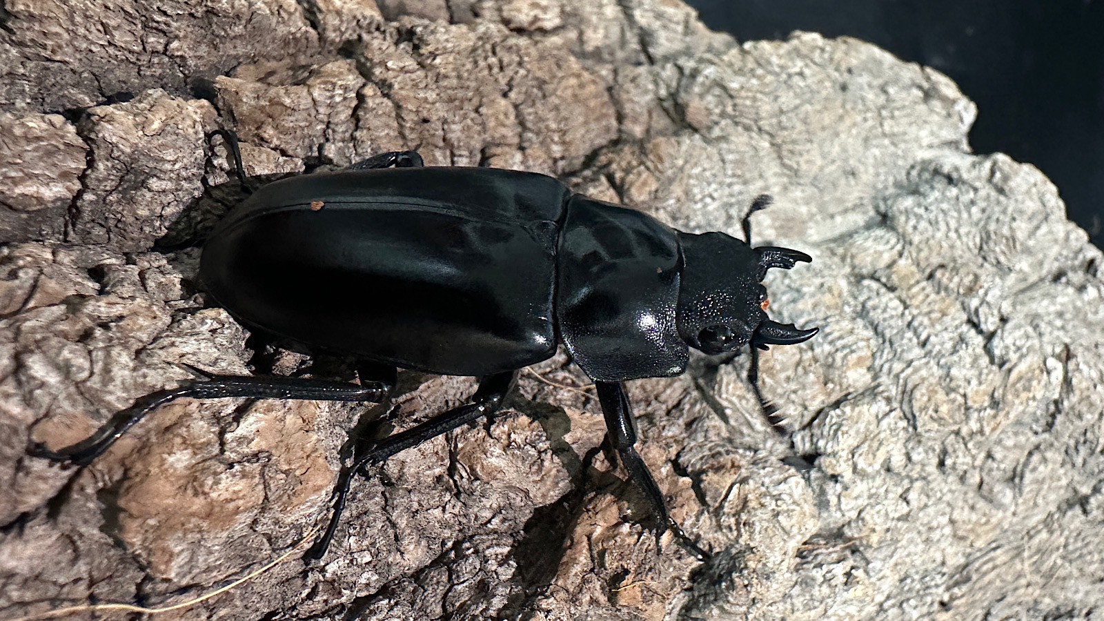 ギラファノコギリクワガタ成虫ペア(インドネシア産) ♂73mm♀48mm CBF1 種親♂104mm×♀46mm