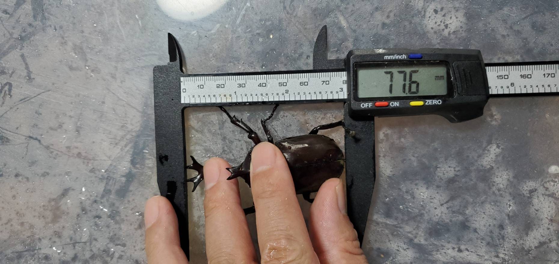 超特大カブトムシ!天然採集オスメスペア(計 2匹)♂76.6mm ♀46mm