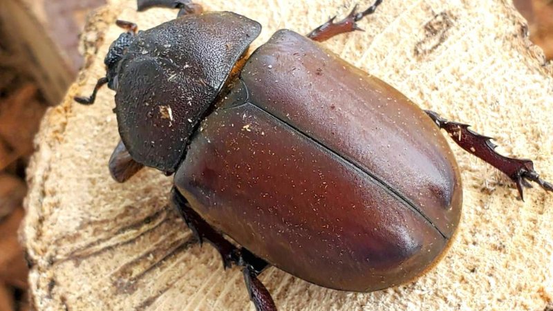 天然国産カブトムシ(北海道産)成虫6匹頭 予約販売セット(♂2匹×♀4匹)フリーサイズ