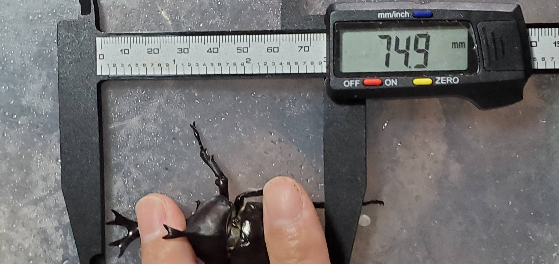 超特大カブトムシ!天然採集オスメスペア(計 2匹)♂74.9mm ♀42mm