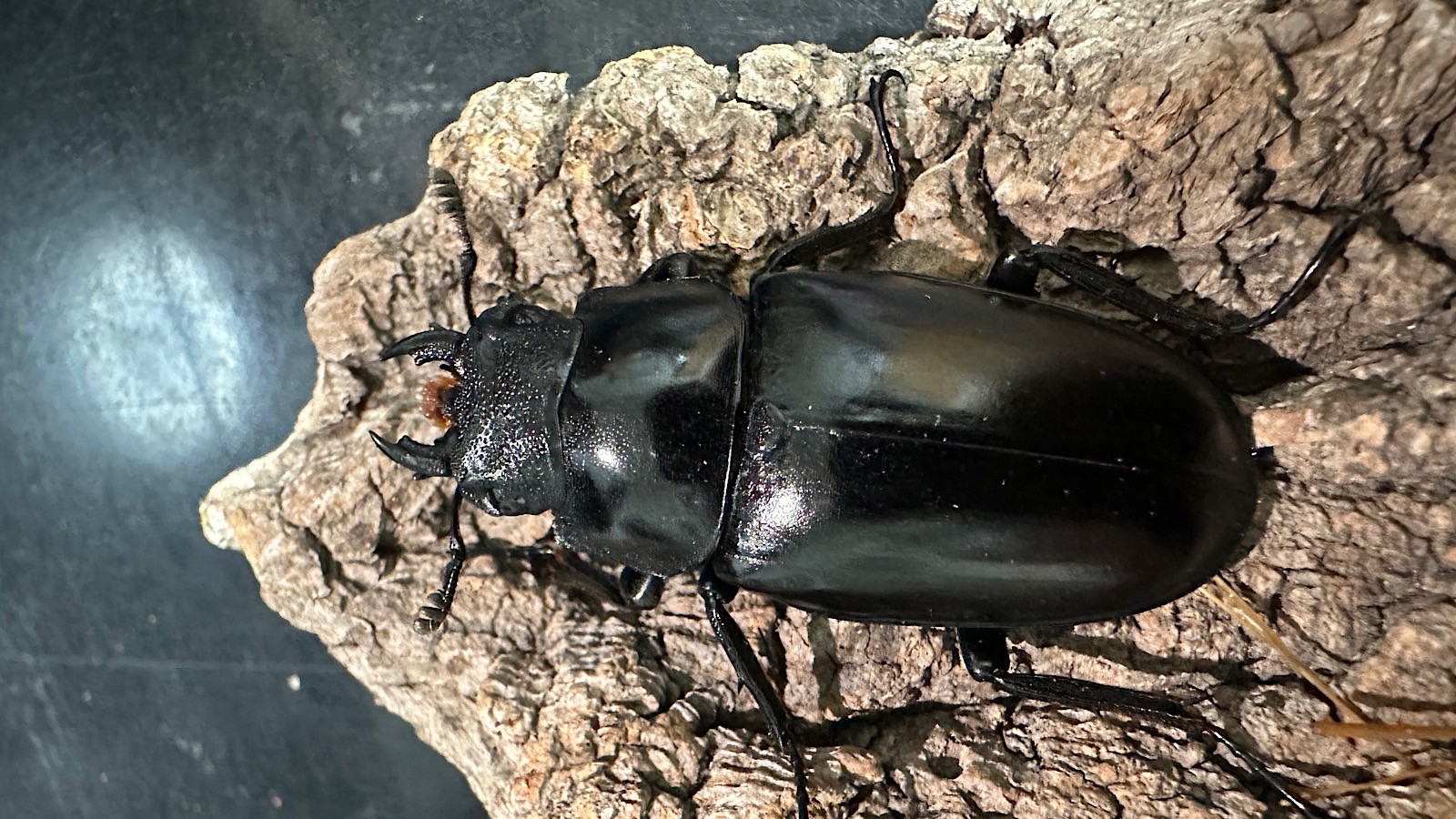 ギラファノコギリクワガタ成虫ペア(インドネシア産) ♂83mm♀47mm CBF1 種親♂104mm×♀46mm