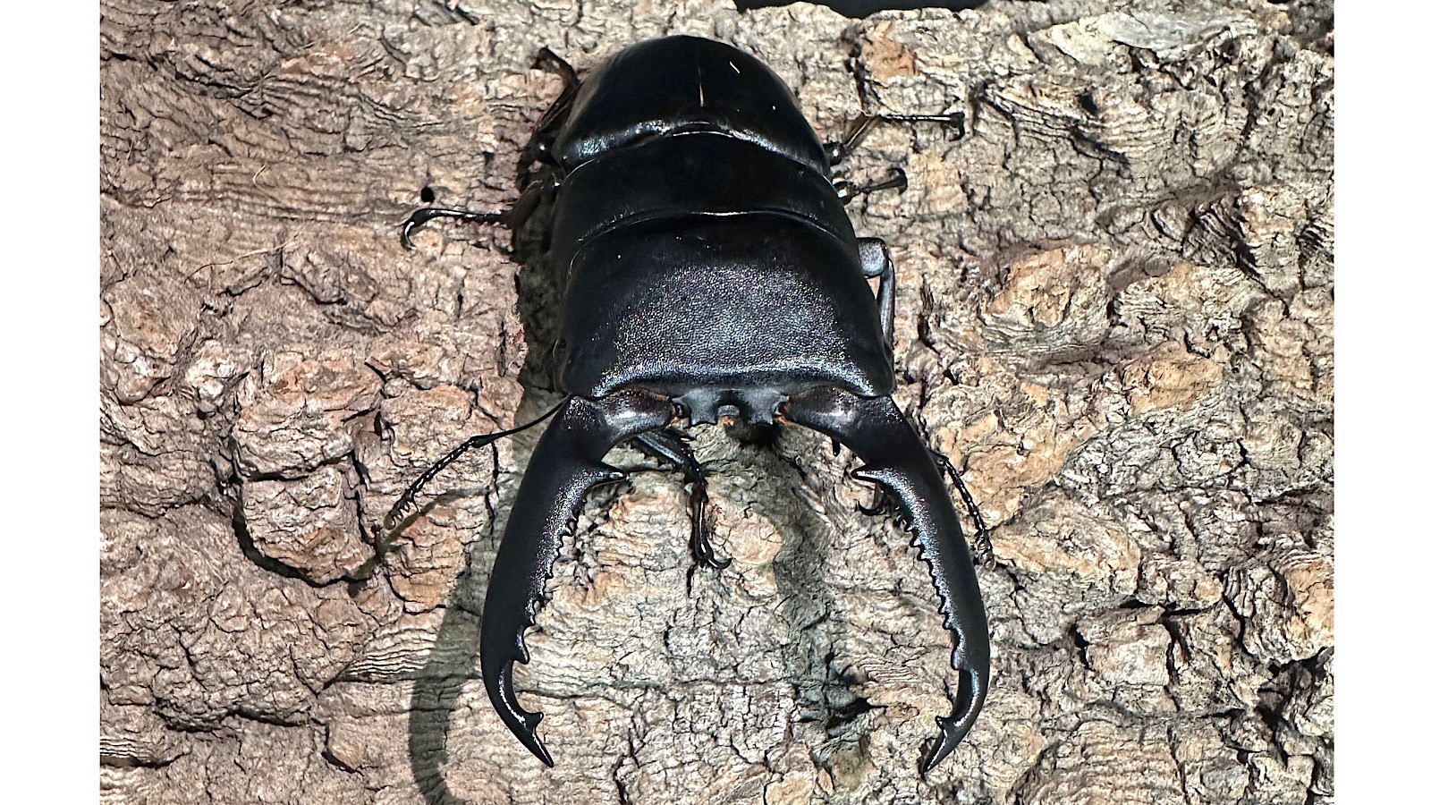 パラワンオオヒラタクワガタ成虫ペア(フィリピン産) ♂92mm♀44mm CBF1 種親♂94mm×♀45mm