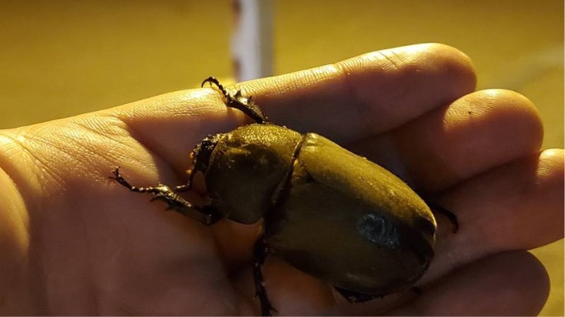 天然国産カブトムシ(北海道産)成虫6匹頭 予約販売セット(♂2匹×♀4匹)フリーサイズ