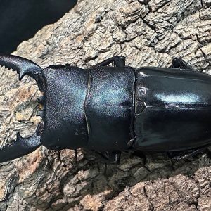 パラワンオオヒラタクワガタ成虫ペア(フィリピン産) ♂76mm♀46.5mm CBF1 種親♂94mm×♀45mm