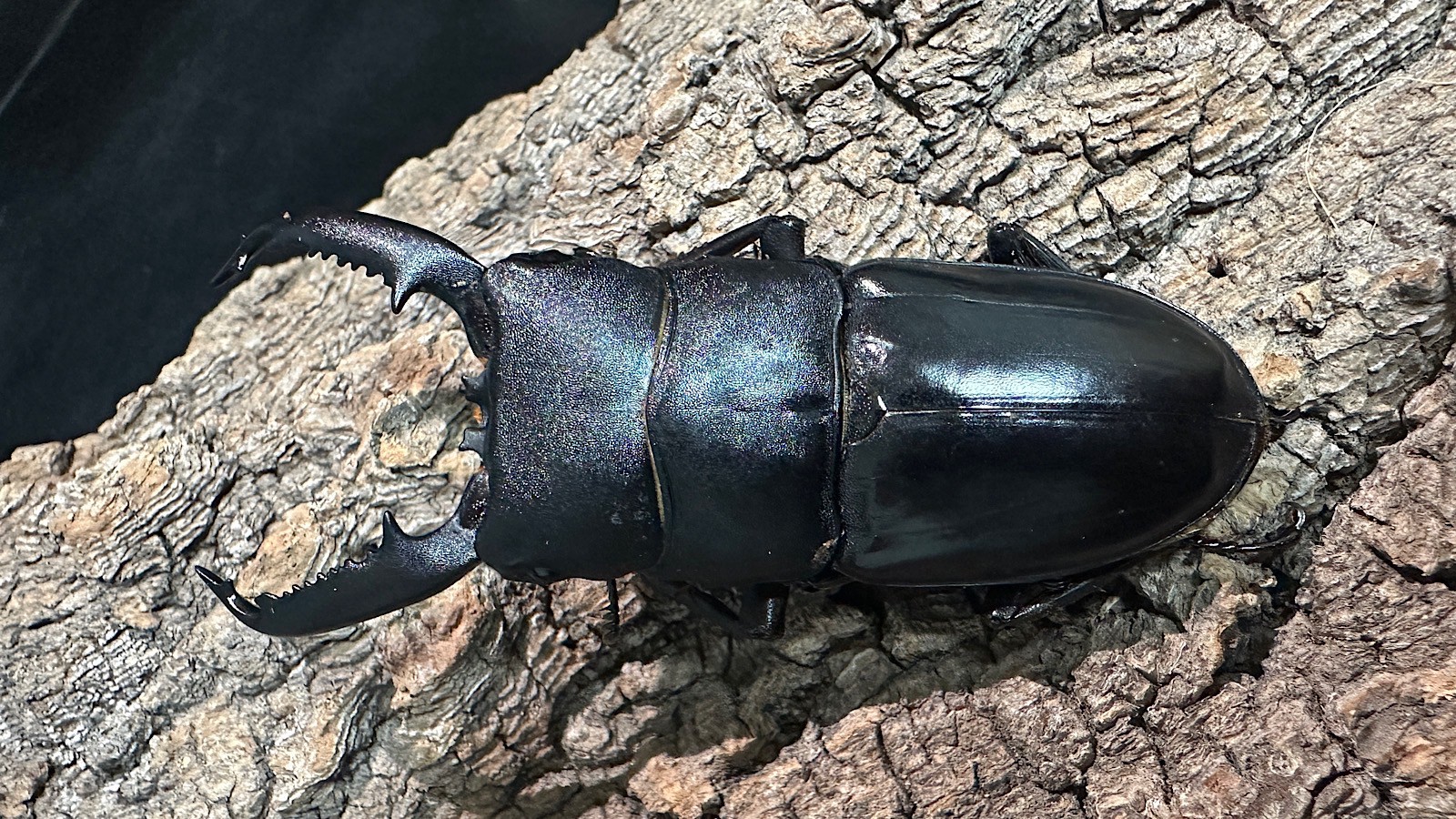 パラワンオオヒラタクワガタ成虫ペア(フィリピン産) ♂76mm♀46.5mm CBF1 種親♂94mm×♀45mm