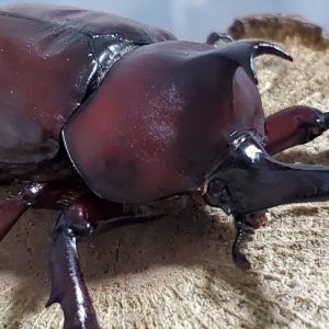 未使用！レッドアイレッドボディ(江田島)カブトムシオス CBF4 ♂①76mm