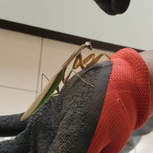 オオカマキリペアWD(♂×♀)|08/22 天然採集個体(フリーサイズ 約70mm~90mm)