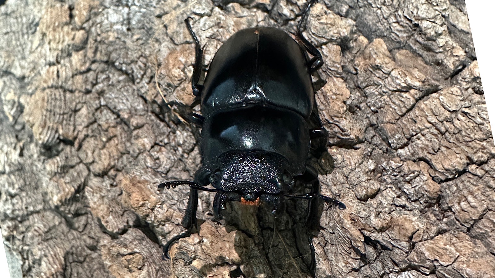 ギラファノコギリクワガタ成虫ペア(インドネシア産) ♂73mm♀48mm CBF1 種親♂104mm×♀46mm