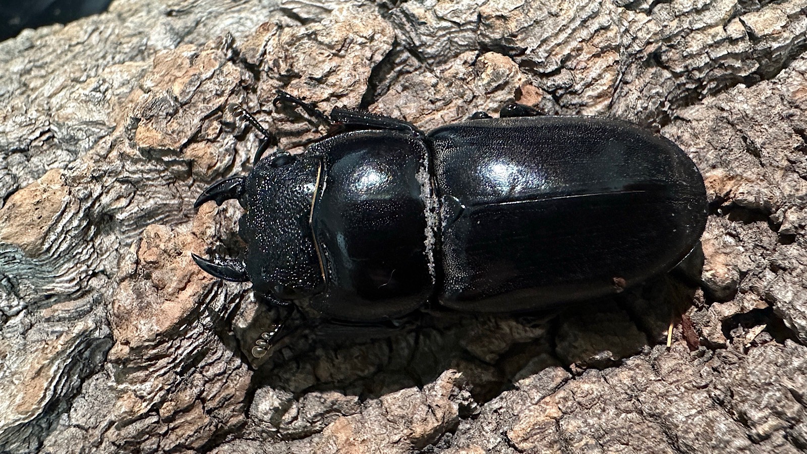 パラワンオオヒラタクワガタ成虫ペア(フィリピン産) ♂92mm♀44mm CBF1 種親♂94mm×♀45mm